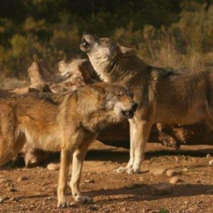 Todos los sectores alcanzan un consenso para conservar el lobo en Cantabria