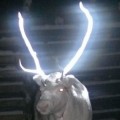 Para evitar atropellos, los finlandeses pintan los cuernos de los renos con fluorescente [ENG]