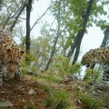 Éxito en la recuperación del felino más amenazado: el leopardo del Amur consigue duplicar su población en 7 años [EN]