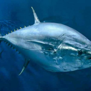 Cómo evita el atún rojo un paro cardíaco en agua fría