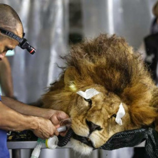 Veterinarios y activistas atienden a 21 leones y 26 monos que fueron maltratados en los circos