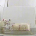 Un experimento publicado por la revista Science demuestra que las ratas sienten empatía