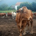 El PP se niega a retirar la multa por una vaca que se cagó en una vía rural cercana a Santiago