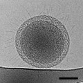 Evidencia microscópica de bacterias justo al límite del tamaño de la vida (ING)
