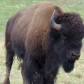 Un híbrido de vaca y bisonte, resultado fallido de cruce de razas, causa ahora estragos en el Gran Cañón del Colorado