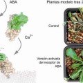 Investigadores hallan una nueva familia de proteínas que controla la resistencia de las plantas a la sequía