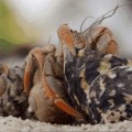 Cangrejos ermitaños hacen cola para mejorar su concha [ENG]