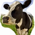 La multa a las empresas lácteas y el anuncio de Central Lechera Asturiana