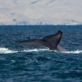 Graban más de 40.000 cantos de ballenas azules en la Antártida