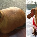 La transformación de Dennis, un perro obeso al que su antiguo dueño atiborraba a hamburguesas y pizzas