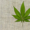 Adultos que consumieron marihuana de adolescentes presenta una pobre memoria a largo plazo (Eng)