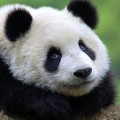 Los osos panda en la cultura china