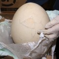 Gigantesco huevo prehistórico incautado en el aeropuerto de Bergamo
