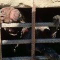 Denuncian malos tratos en zulos a un centenar de perros en San Roque
