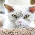 Albert, el nuevo rival de Grumpy Cat