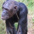 Julie, la chimpancé que creó la moda de llevar una hierba en la oreja
