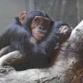 ¿Cómo se entrena a un chimpancé? El duro testimonio de una ex-trabajora