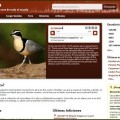 Una web con más de 9000 cantos de pájaros de todo el mundo
