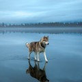 Fotos de huskies en un lago helado en Rusia