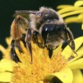 Las abejas, el descubrimiento de su inteligencia