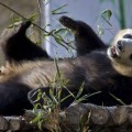 Los osos panda son bastante gregarios, afirma un estudio [EN]