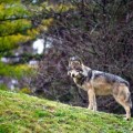 ¿Dónde podemos ver lobos en España?