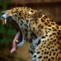 El jaguar en peligro de extinción