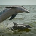 Los delfines se responden al llamarse por ‘su nombre’