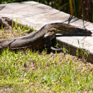 Una plaga de lagartos del Nilo de dos metros de largo y que comen gatos está invadiendo Florida [ENG]