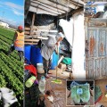 Del sur de España a los supermercados británicos: recolectores inmigrantes tratados como esclavos sin acceso a higiene