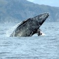 Una ballena gris bate el récord de distancia recorrida en la migración por un mamífero