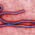 Descubren que el ébola sobrevive en el esperma de un paciente curado