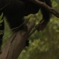 Hembras de chimpancé fabricando y blandiendo lanzas [ING]