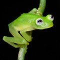 Descubren una nueva especie de rana de cristal en Costa Rica (ING)