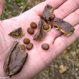 ¿Qué es un quilate? y su relación con las semillas del algarrobo