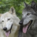 Tumban el mito del lobo agresivo frente al perro tolerante