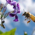 Las abejas se hacen adictas al néctar con pesticidas