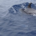 Avistado un delfín impregnado de petróleo en Canarias