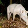 Fotografían al raro tapir albino en Brasil