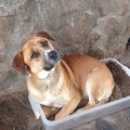 La Guardia Civil pide colaboración ciudadana para localizar a la persona que mató a tiros a un perro de una protectora m