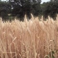Tres meses de prisión por explotar variedades vegetales protegidas de cebada y trigo blando
