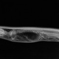 Rayos X revelan lo que pasa dentro de una pitón que se ha comido a un cocodrilo (ING)