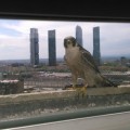Los halcones se asientan en el centro de Madrid
