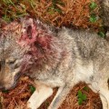 El PP promete "eliminar la especie" y dejar cazar lobos si gobierna Asturias