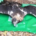 Aparecen muertas dos águilas imperiales ibéricas y un águila ratonera en una finca de Ciudad Real