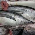 España se queda sin pescado propio para el resto de 2015 el próximo sábado, 9 de mayo, cuando pasa a ser "fishdependent"