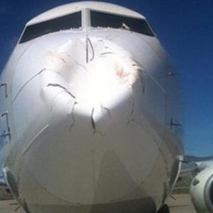 Qué pasa cuando una bandada de pájaros golpean el morro de un avión