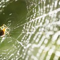 Consiguen crear seda super-resistente rociando arañas con grafeno