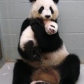 Fotos de la osa panda Lun Lun cuidando de sus bebés