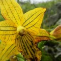 Orquídea que se creía extinta desde hace más de 50 años fue hallada nuevamente
